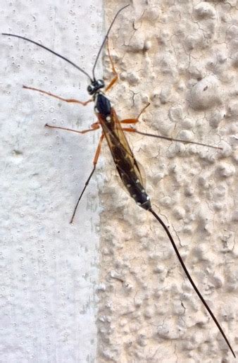 Insect Identification