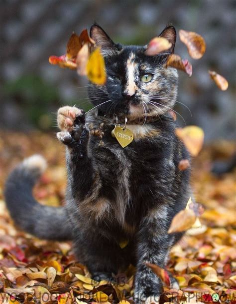 Autumn Cat Natures Wonders Pinterest