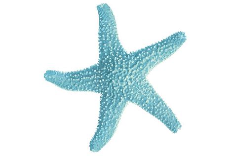 Blue Starfish Illustration Decorative Illustrations ~ Creative Market