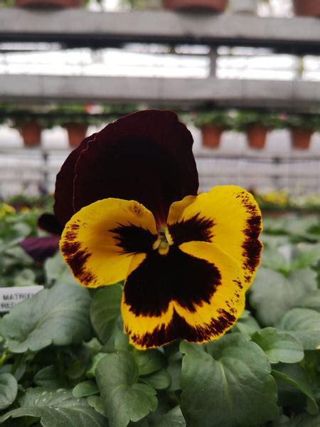 Pansy Matrix Red Wing The Greenery Garden Centre