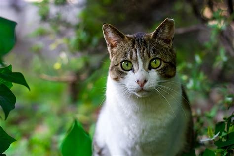 The variations among cat coats are physical properties and should not be confused with cat breeds. 60+ Exotic Cat Names - Beautiful, Unique Names for Your Cat