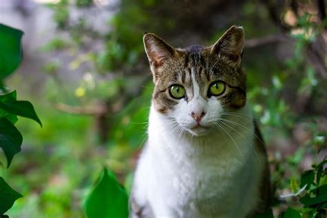 You've come to the right place! 60+ Exotic Cat Names - Beautiful, Unique Names for Your Cat