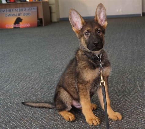 Fees for german shepherd dogs and puppies adopted from a gsd rescue vary but you can always find out by doing online research or by calling or emailing the gsd rescue organization for more information. German Shepherd Puppies For Sale In Philadelphia | PETSIDI
