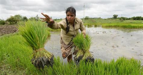 Indias Women Farmers Are Losing Jobs And Savings Despite The Boom In Agriculture Timesnow