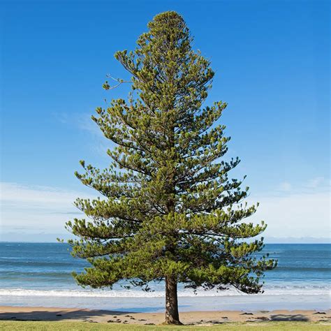 Norfolk Island Pine Trees For Sale