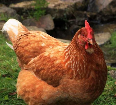 How Many Years Will A Rhode Island Red Lay Eggs Productive Years