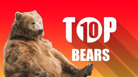 Top 10 Bears Youtube