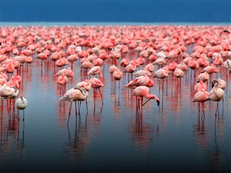 Why Do Flamingos Stand On One Leg