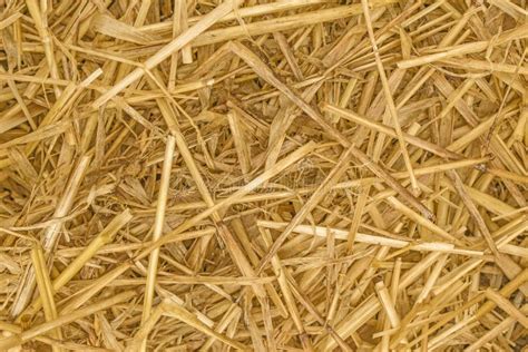 Straw Background Texture Close Up Stock Image Image Of Horticulture