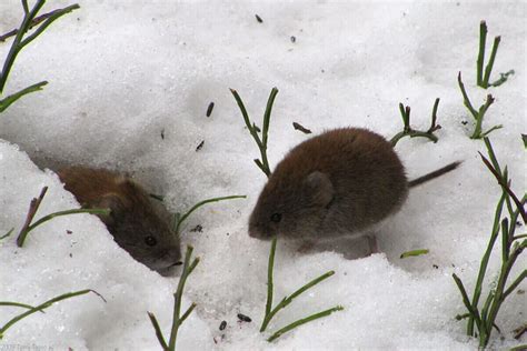 How To Get Rid Of Voles And Repair Your Lawn