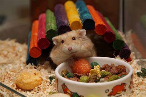 Check out this list of amazing diy gift ideas. Great Christmas Present Ideas for Small Animals