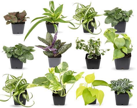 The Horticultural Chart Of Houseplants In Common