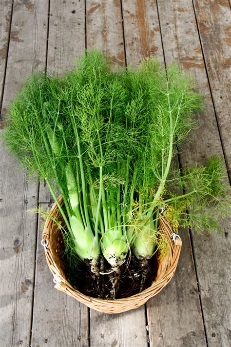 If mr siasia was 100% innocent, cas has not problem in discharging and acquitting him. Our Little Haus On The Prairie: Fennel, Potato and White ...