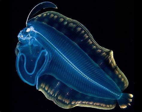 Glowing Creatures In The Depths Of The Oceans ~ What A Wonderful Life
