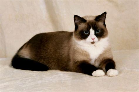 I personally would never adopt one. Snowshoe cat price & cost range. Snowshoe kittens for sale ...