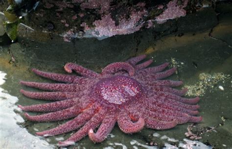 Student Collaboration Leads To First Results Describing Sick Sea Star