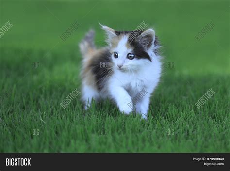 Tiny Calico Kitten Image And Photo Free Trial Bigstock
