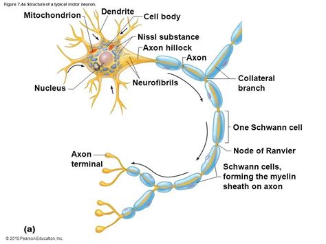 Parts Of A Neuron And Their Functions With Labelled Diagram Images