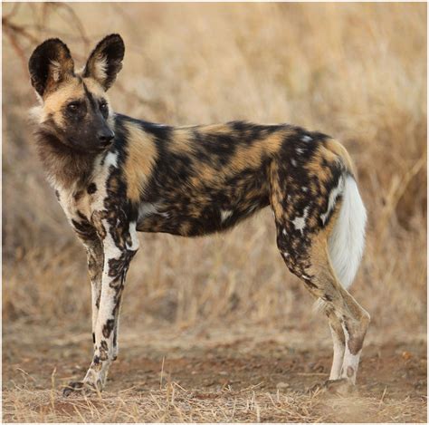 African Wild Dog Facts Pictures Rescue Life Span Temperament