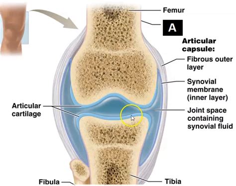 Name The Structure Of The Synovial Joint Labeled A