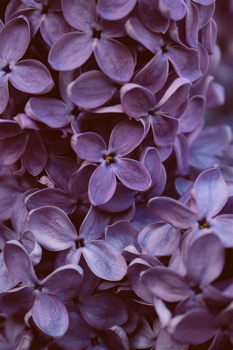 Lilac Flowers Macro Bloom Purple Hd Phone Wallpaper Peakpx