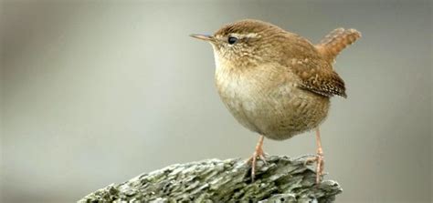 All files are available in both wav and mp3 formats. Wren Song | Free Sound Effects Download | Animal Sounds