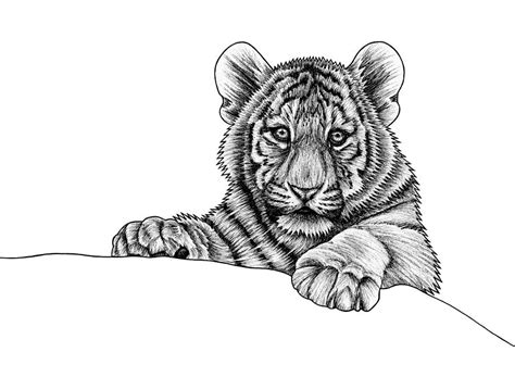 White Tiger Cubs Drawing