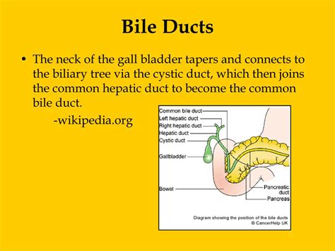 PPT Gall Bladder Bile Ducts PowerPoint Presentation Free Download ID