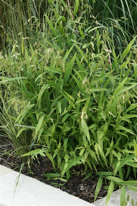 Northern Sea Oat Grass - Plant Library - Pahl's Market - Apple Valley, MN