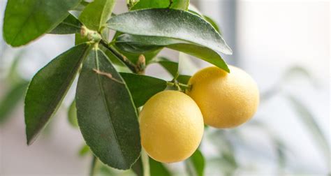 Grow Your Own Lemon Tree From Lemon Seeds Farmers Almanac Plan