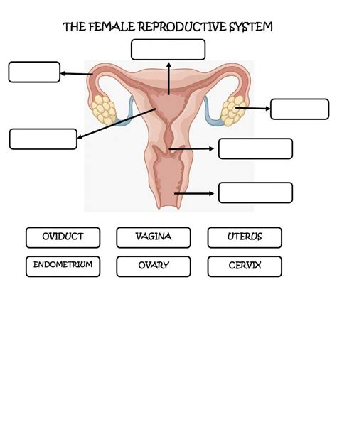 the female reproductive system interactive worksheet live worksheets
