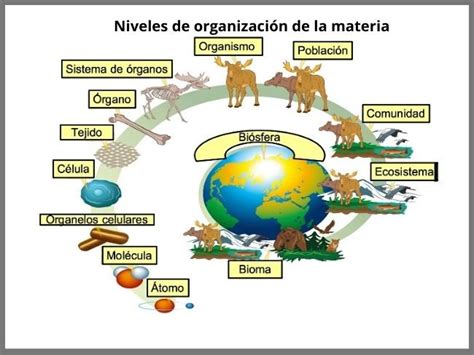 Diagrama Ilustrado Sobre Los Niveles De Organizaci N De La Materia Viva Mexico
