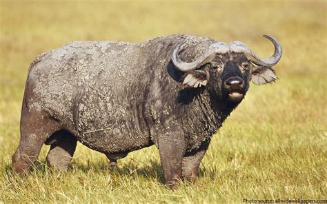 Interesting Facts About African Buffalo Just Fun Facts