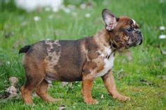Dogs all motors for sale property jobs services community pets. 13 Best merle french bulldog puppies images | Merle french ...