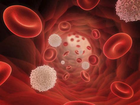 Their walls are only 1 cell thick, and there are often gaps in the walls through which plasma small size and thin walls minimise diffusion distance, enabling exchange to take place rapidly between the blood and the body cells. Circulatory System Organs and Their Functions