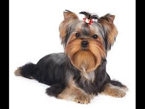 Our tips and tricks will help get your pup trained in no time! How to potty train a Yorkie yorkie potty training tips ...