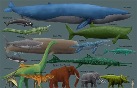 Giant squids move like all other cephalopods by rapidly expelling the. colossal squid vs megalodon - Google Search