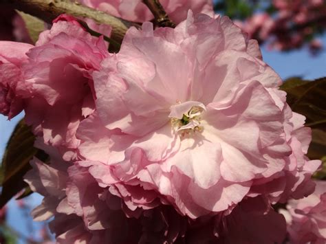 If you wrote a haiku about a particular subject or object, ask others if they think the haiku does a good job of exploring it. Love, Joy and Peas: Cherry Blossom Pom Pom Flower Photos ...