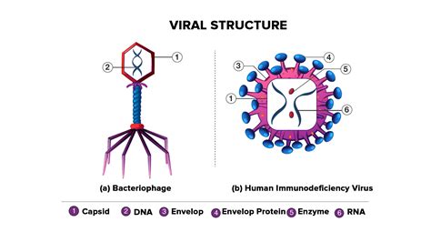 Brief About The Viral Proteins