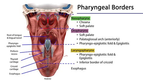 Pharynx Anatomy Throat Anatomy Anatomy Of The Tongue Respiratory My