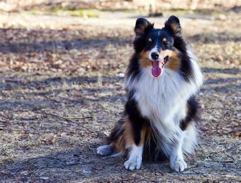This may be the best way to describe the shollie, a hybrid dog that crosses a gsd with a border collie. The Shollie: All about the Border Collie German Shepherd Mix - K9 Web