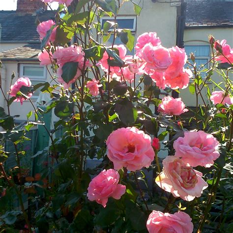 Rosa Queen Elizabeth Rose Queen Elizabeth In Gardentags Plant