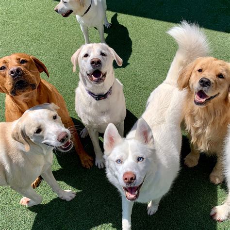 Welcome to Doggy Utopia! — A Dog's Best Friend