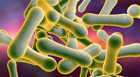 Diphtheria is an infection caused by the bacterium corynebacterium diphtheriae. Infectious Diseases A to Z: Diphtheria - Elite Learning