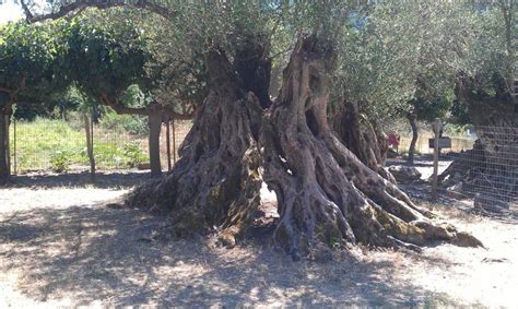 3000 Year Old Olive Tree That Still Gives Fruit Tree Forest Art