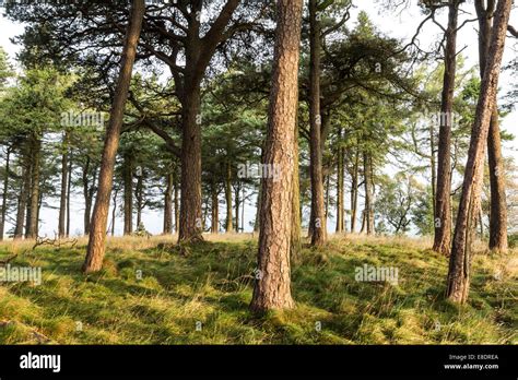 Scots Pine Trees Pinus Sylvestris Growing On The Tumulus Of