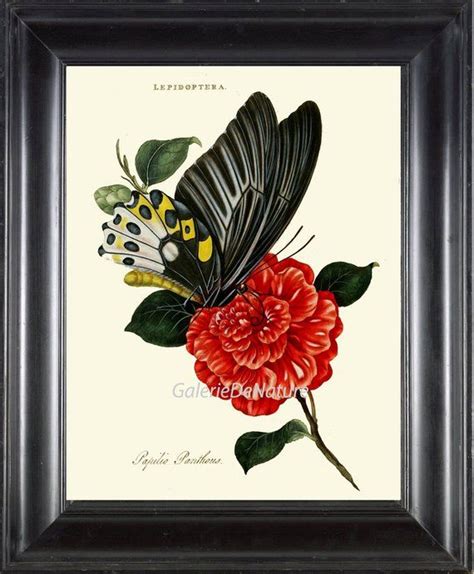 Butterfly Botanical Flower Print Art D13 4x6 5x7 8x10 11x14 Etsy