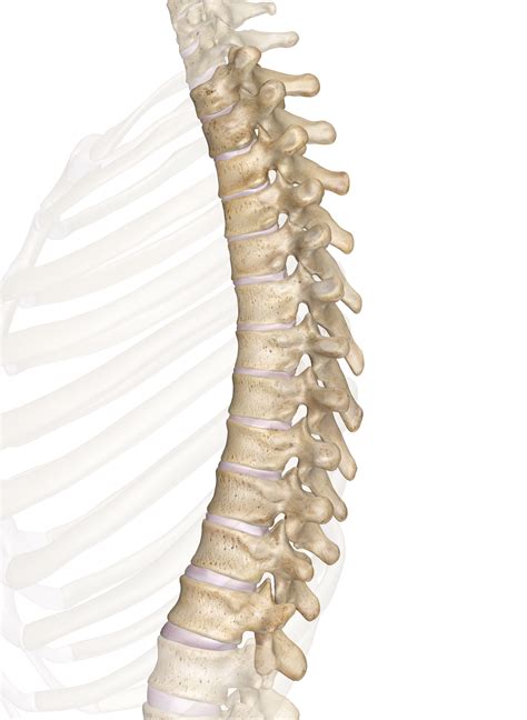 Spinal fusion involves techniques designed to mimic the normal healing process of broken bones. Thoracic Vertebrae