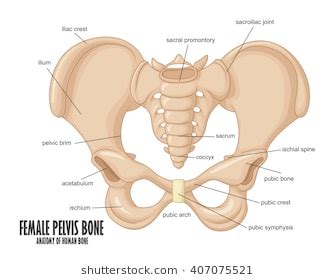 No ligaments connect the bones at this joint. pelvis labeled 817 ligaments of pelvis - Top Label Maker