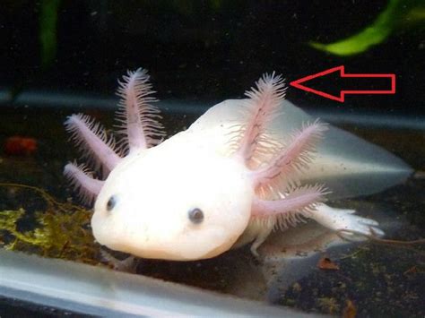 14 Fun Axolotl Facts For Kids Cool And Interesting Facts For Kids